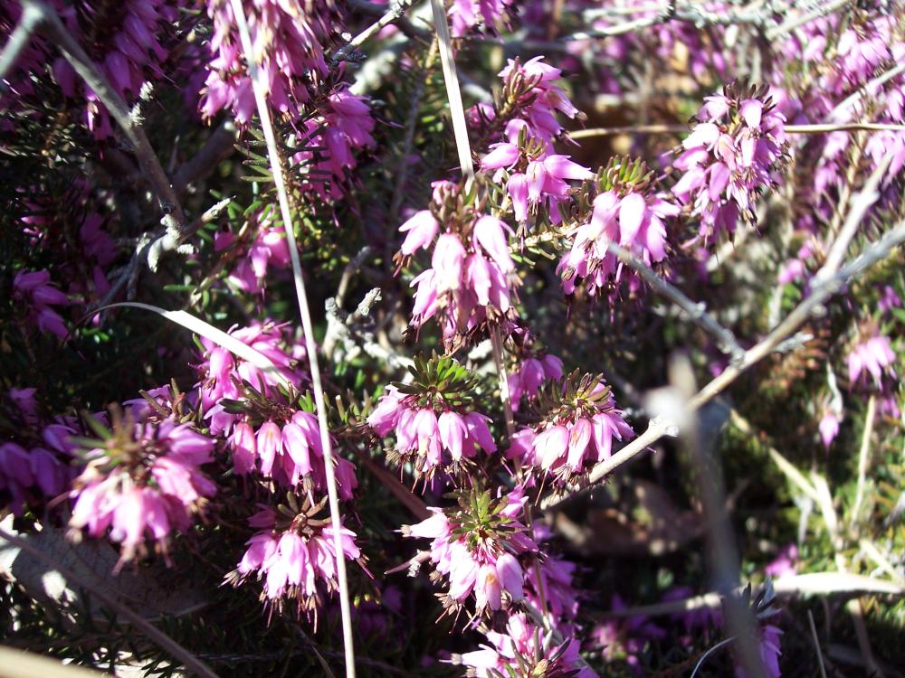 Escursione sul M.te Barro  del 5/4/2008